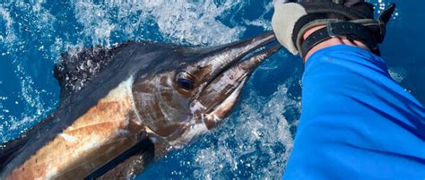 key west fishing report|Sailfish Are In Key West .